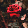 Akhila Rose Joy